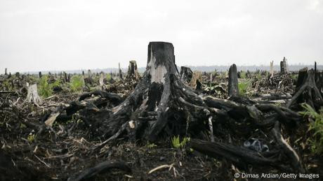 Dunia Gagal Capai Target Penghentian Deforestasi di 2023, Bagaimana Indonesia?