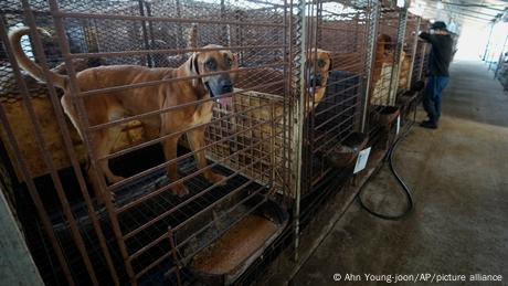 Korea Selatan Siapkan Kompensasi Sebelum Larangan Daging Anjing 2027