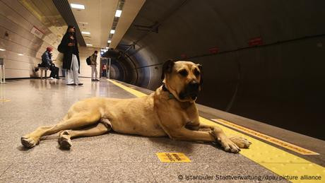 Rencana Pemerintahan Erdogan Berantas Anjing Liar